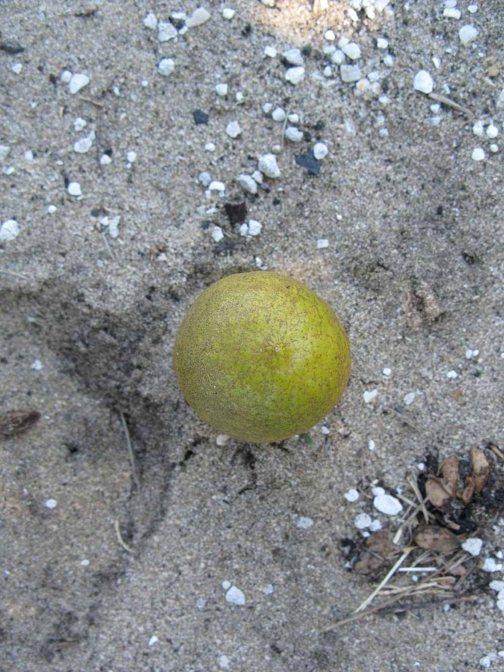            Fruit (Winter Haven, FL)   